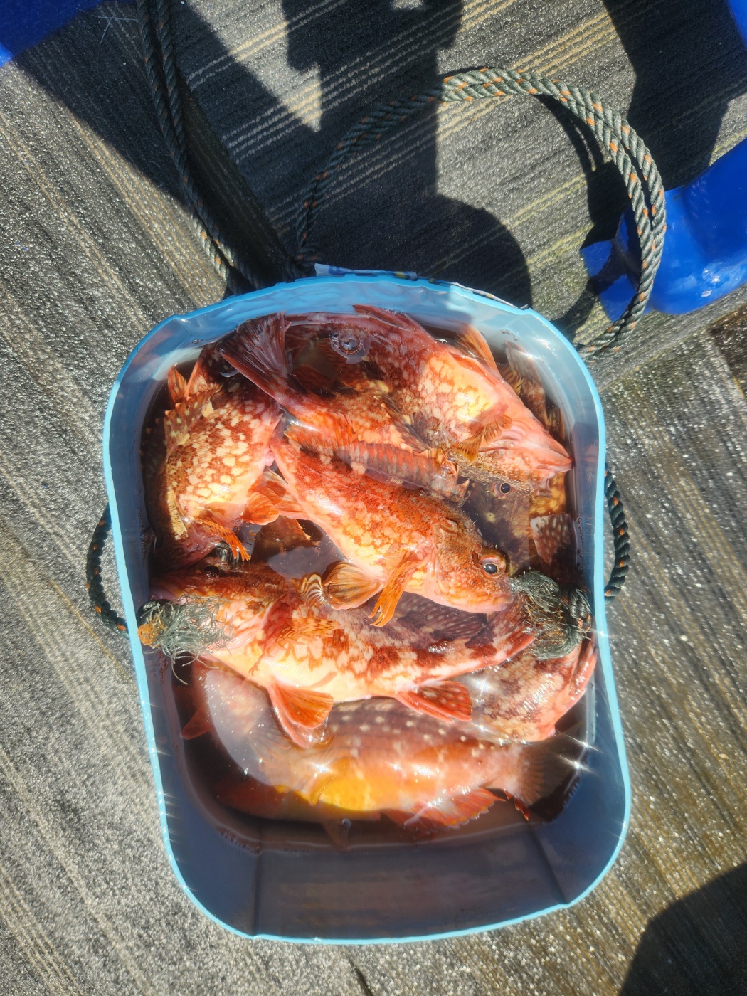 3695294320_tFm8hGDN_4001357856b5abc809968edabcf5c20c806c8ed7.jpg 이미지크게보기